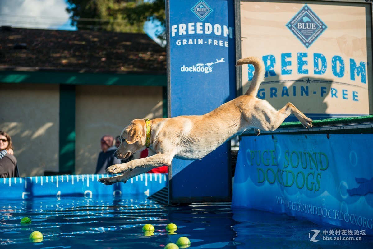 华盛顿州三文鱼节