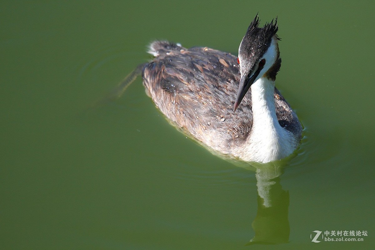 ??piti(这个鸟的名字搜狗拼音可以打出来，但传不到网页上）