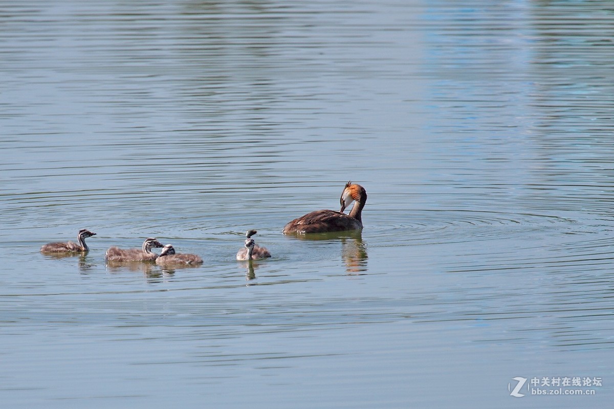 ??piti(这个鸟的名字搜狗拼音可以打出来，但传不到网页上）