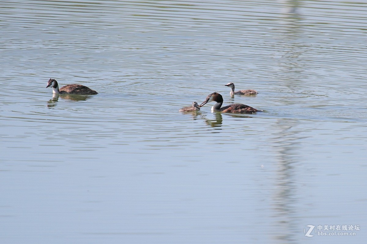 ??piti(这个鸟的名字搜狗拼音可以打出来，但传不到网页上）