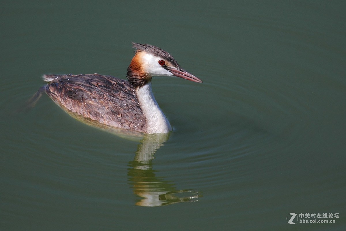 ??piti(这个鸟的名字搜狗拼音可以打出来，但传不到网页上）