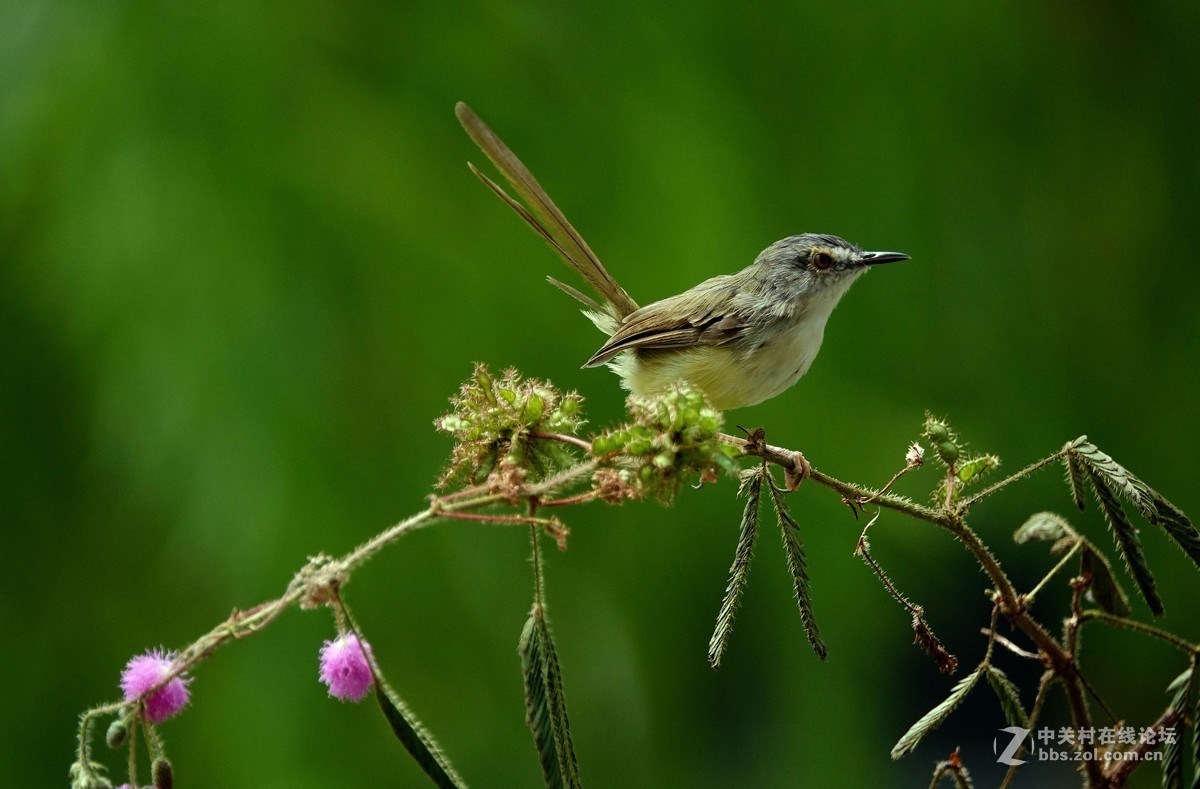 含羞草上的黄腹山鹪莺