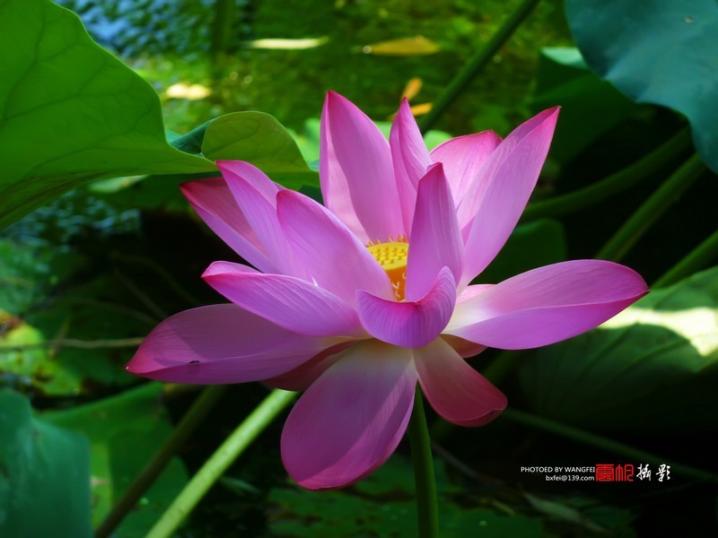 天然去雕饰，清水出芙蓉