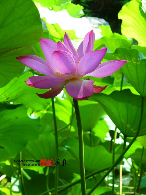 天然去雕饰，清水出芙蓉