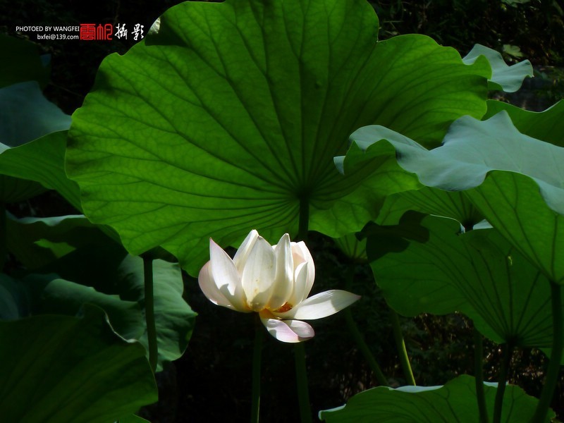 天然去雕饰，清水出芙蓉