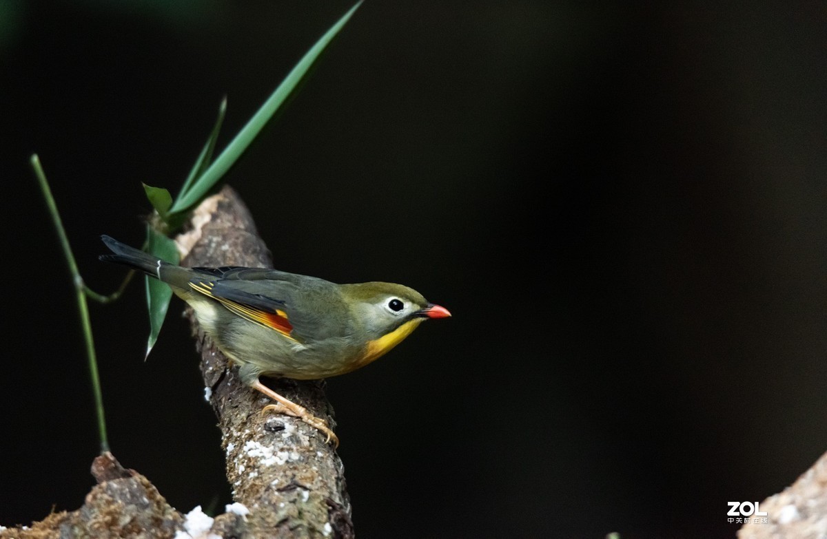 #版主坐堂# 尼康镜头星空(中国)2019年12月部分优秀作品欣赏