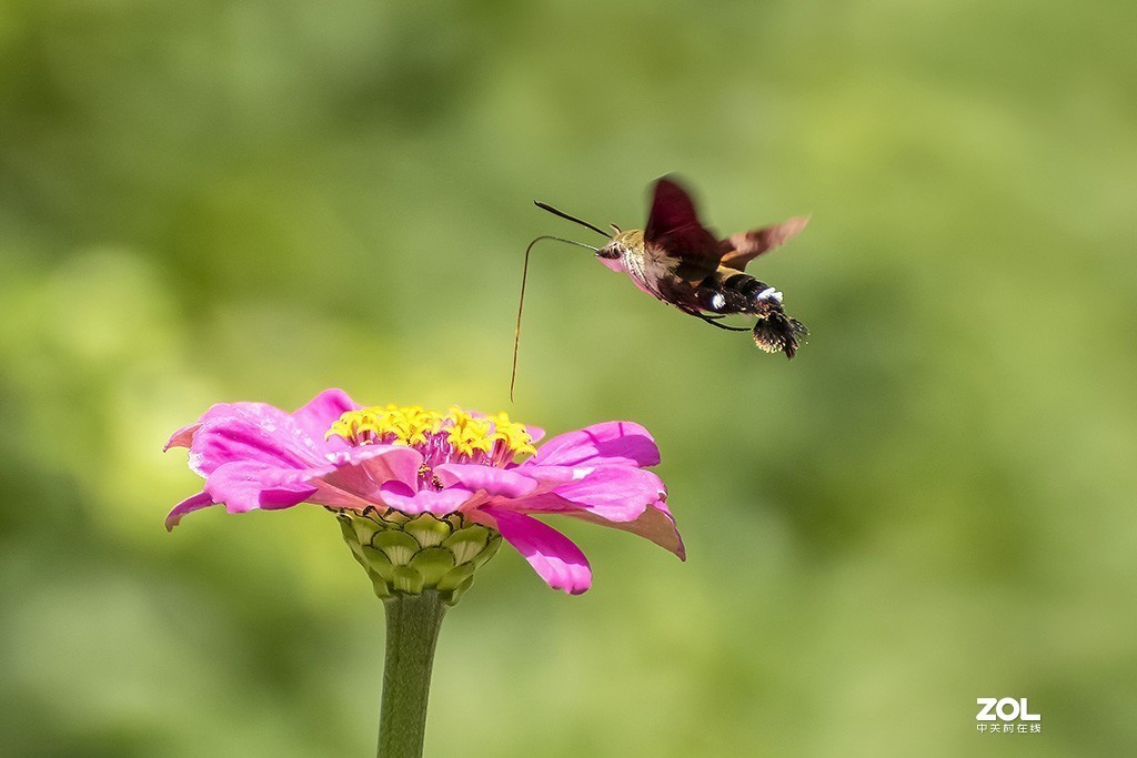 #版主坐堂# 尼康镜头星空(中国)2019年12月部分优秀作品欣赏