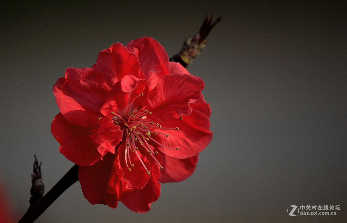 春花冬赏（桃花）支持贵坛，轰轰人气