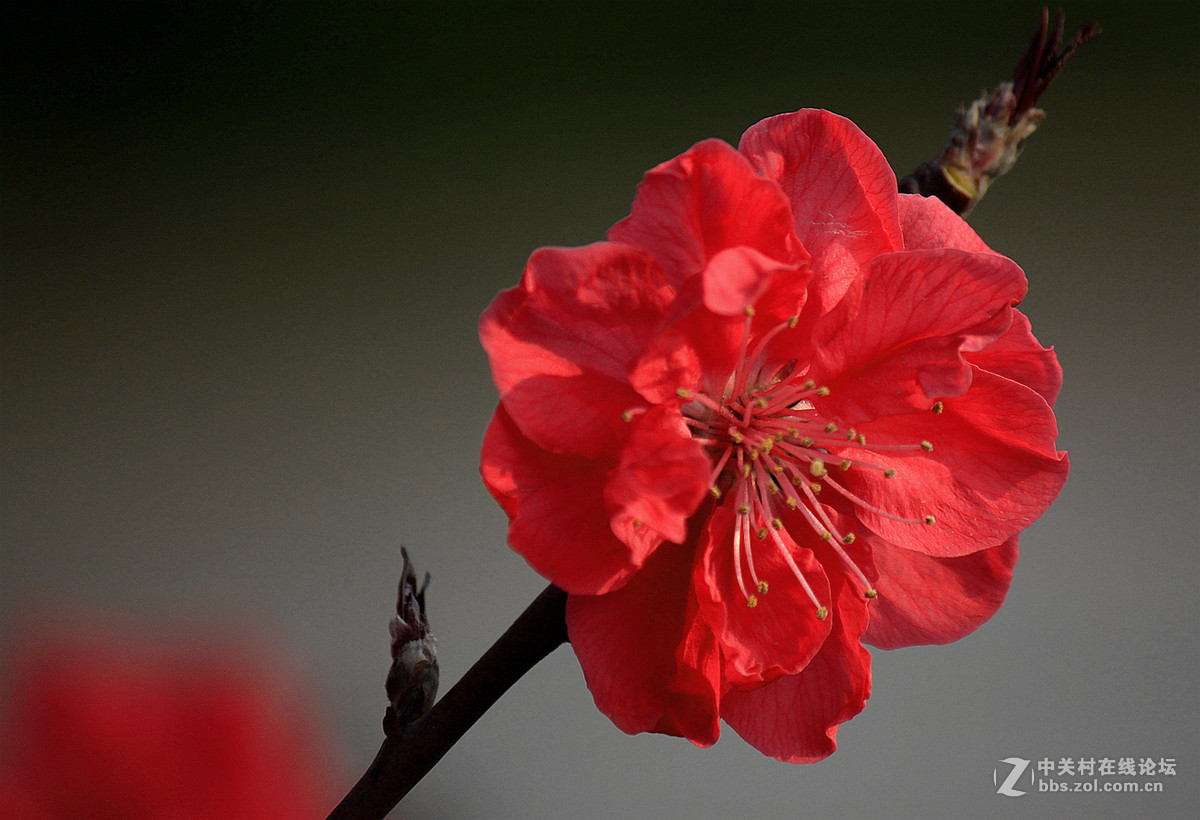春花冬赏（桃花）支持贵坛，轰轰人气
