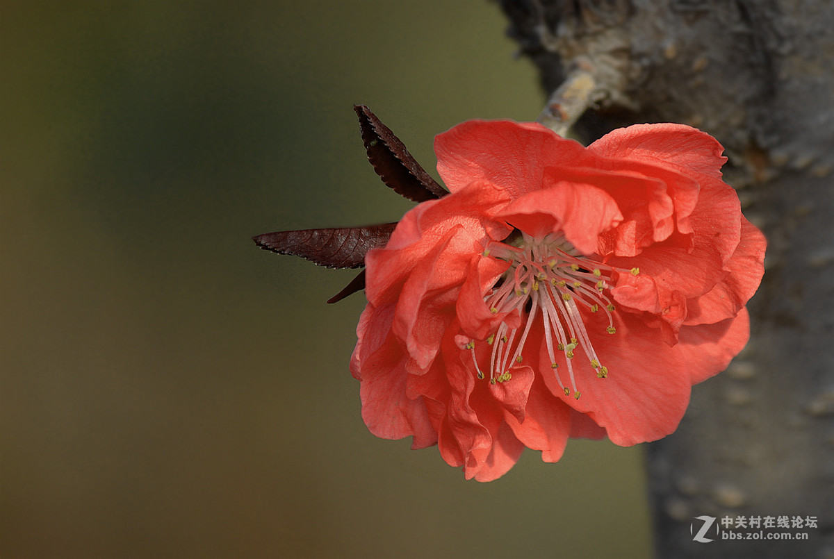 春花冬赏（桃花）支持贵坛，轰轰人气