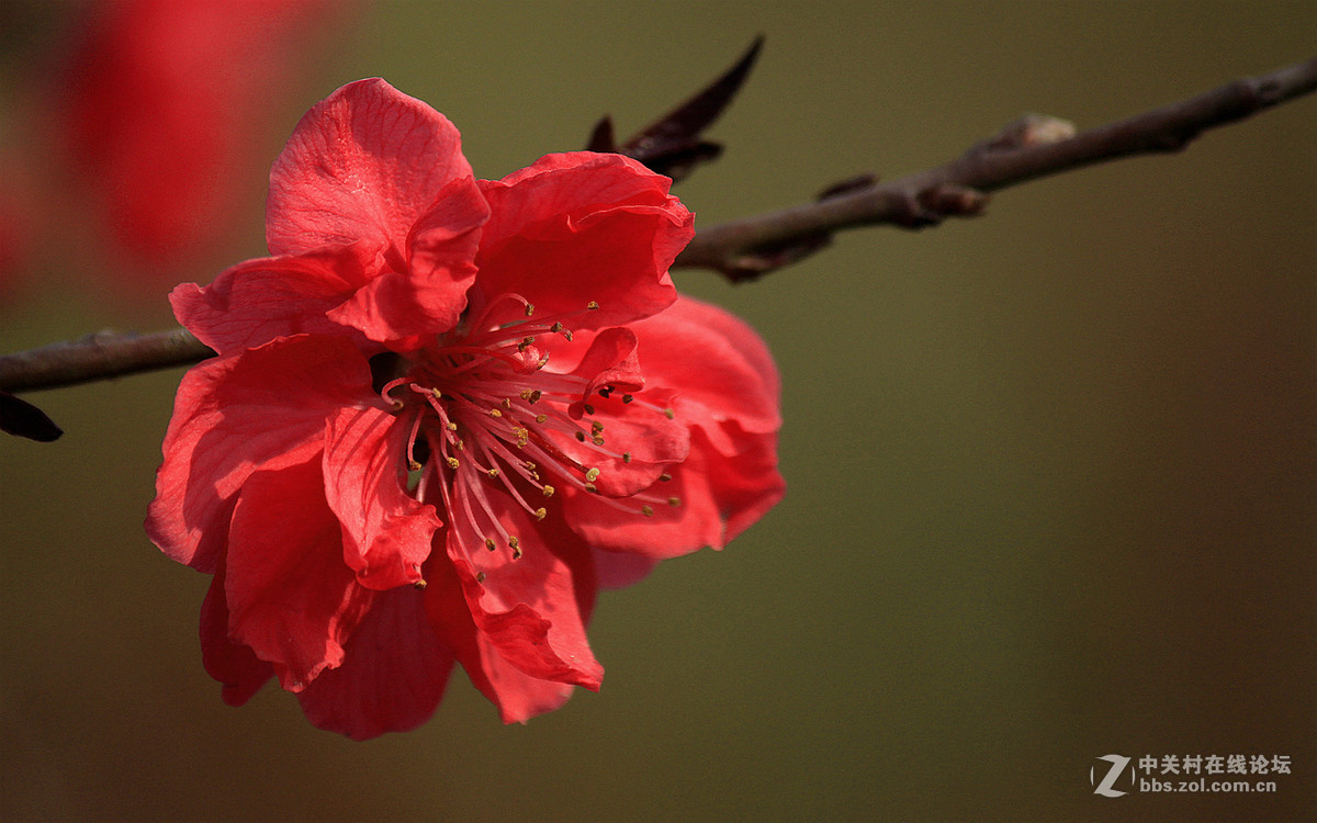 春花冬赏（桃花）支持贵坛，轰轰人气