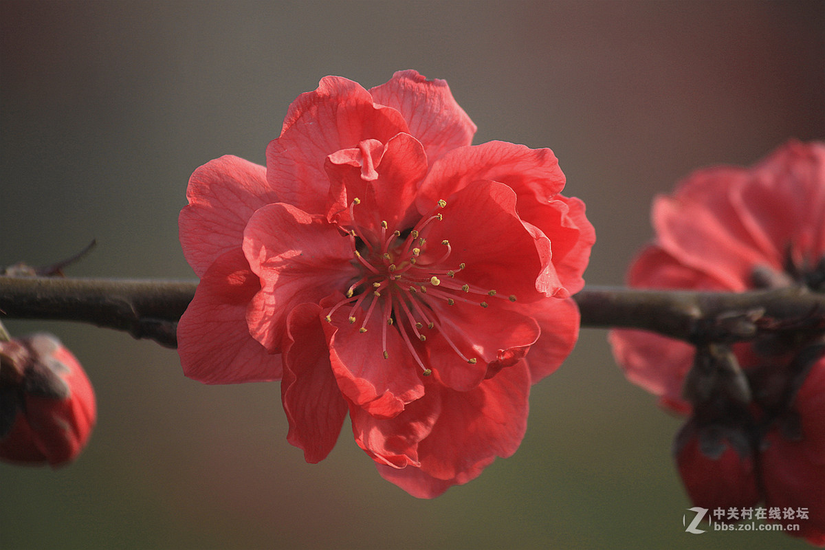 春花冬赏（桃花）支持贵坛，轰轰人气
