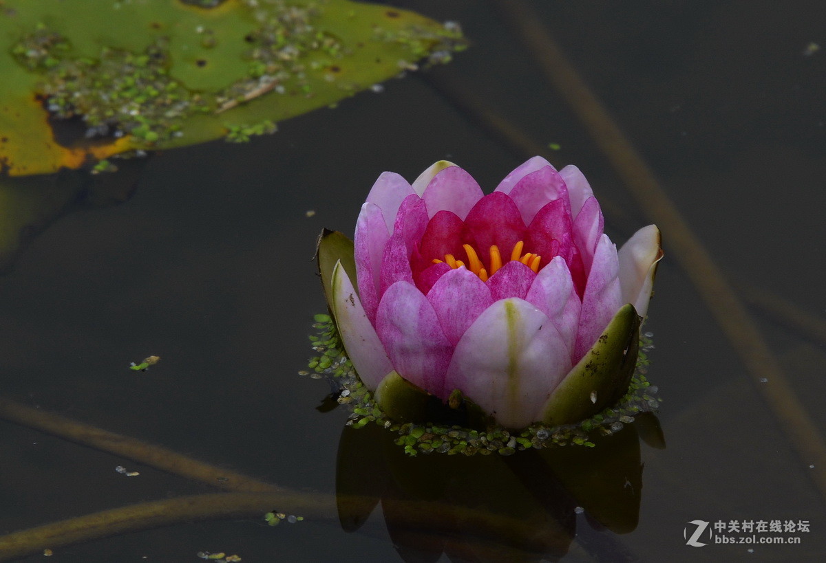 承德避暑山庄拍荷