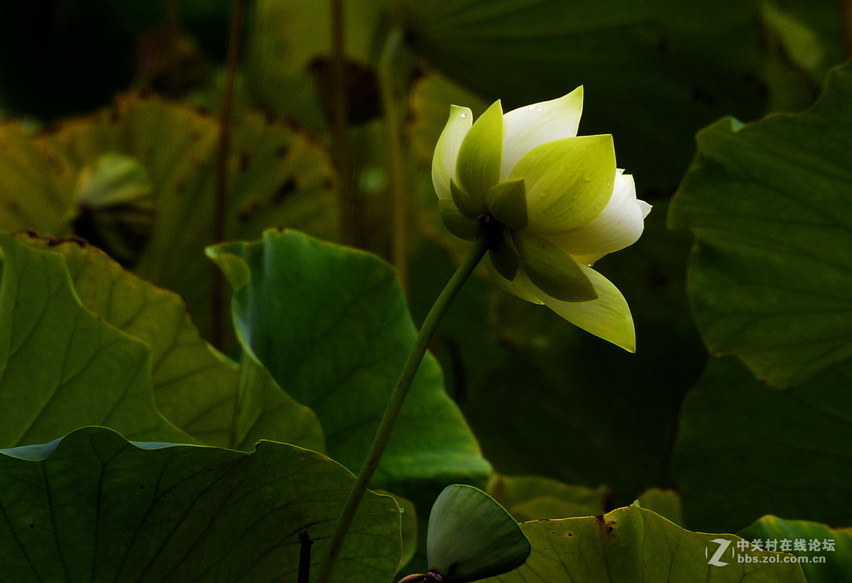 承德避暑山庄拍荷