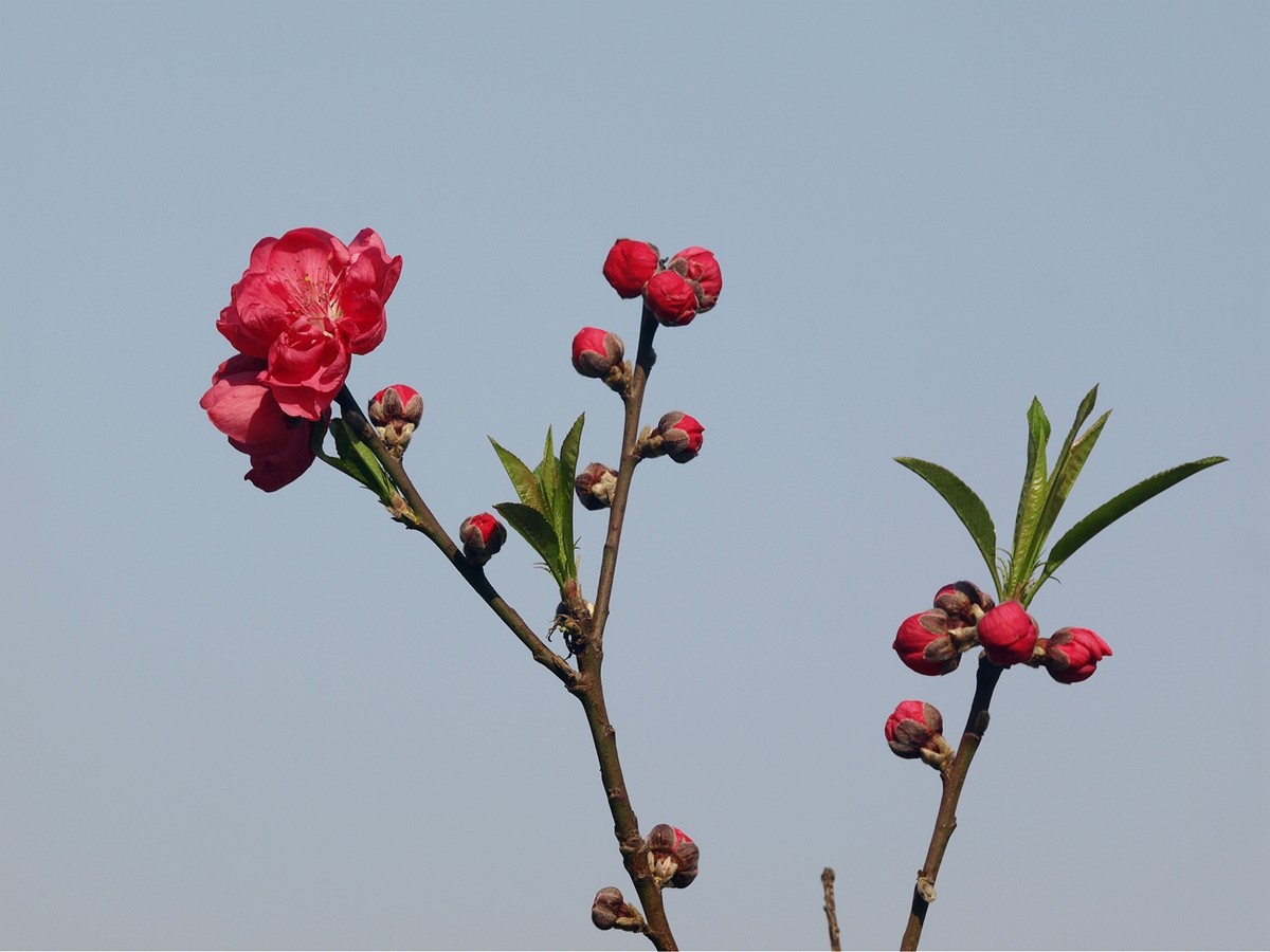 桃花（2）