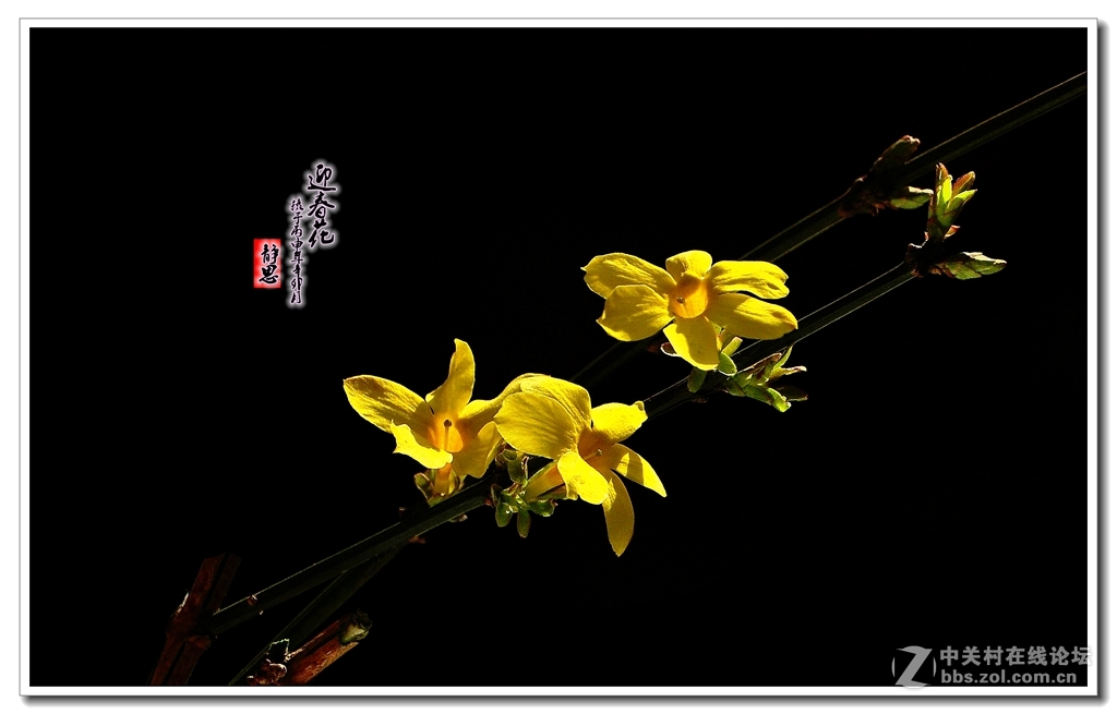 迎春花开