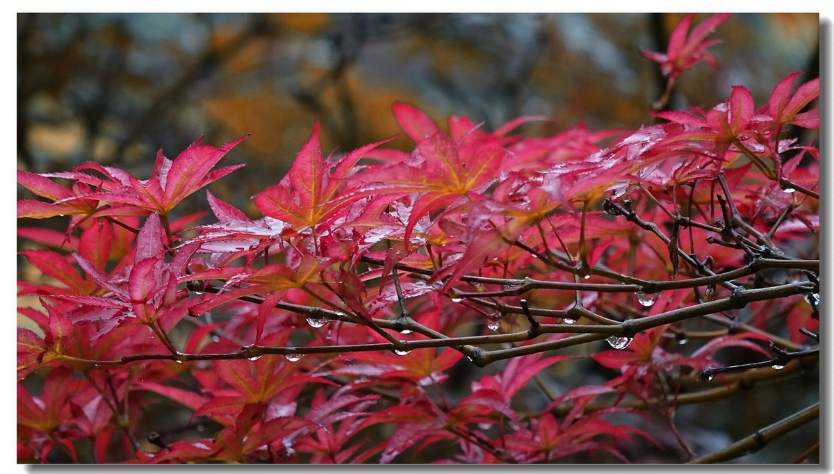 红叶在雨中