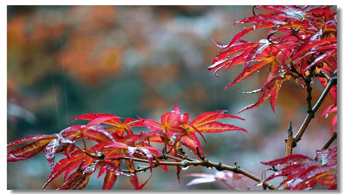 红叶在雨中