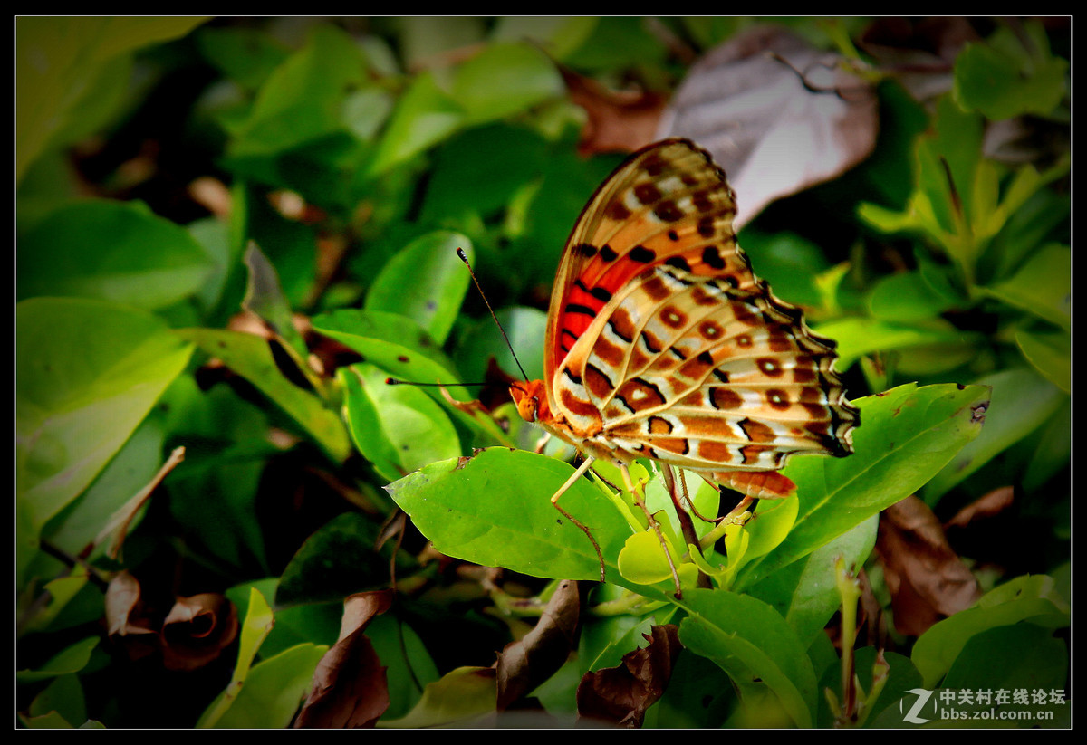 2016年5月15日【花蝴蝶】