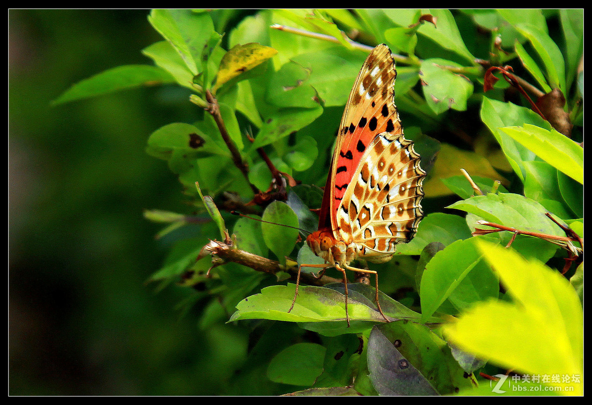 2016年5月15日【花蝴蝶】