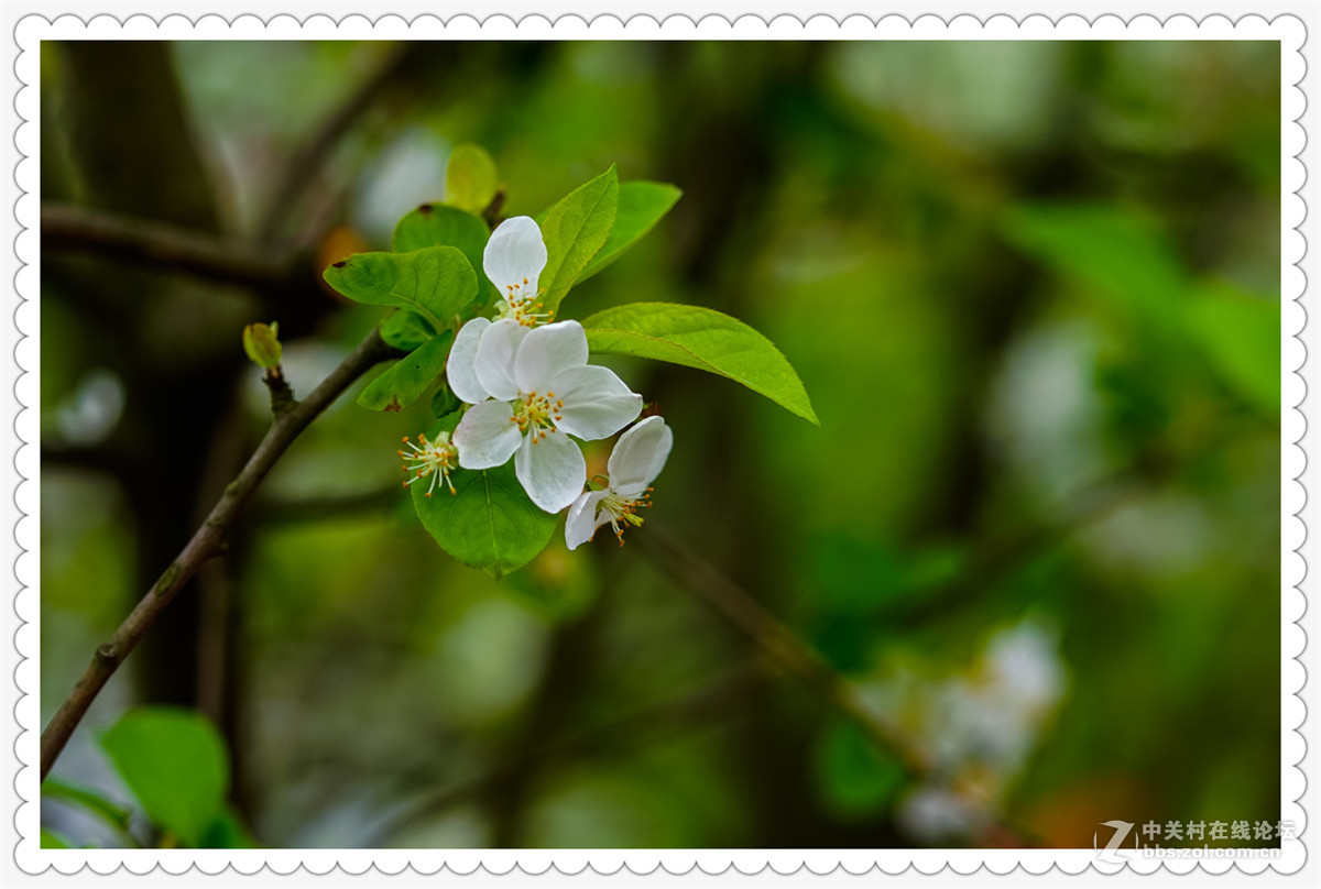 Sony AR+Dallmeyer100F2.9 一组北美海棠花