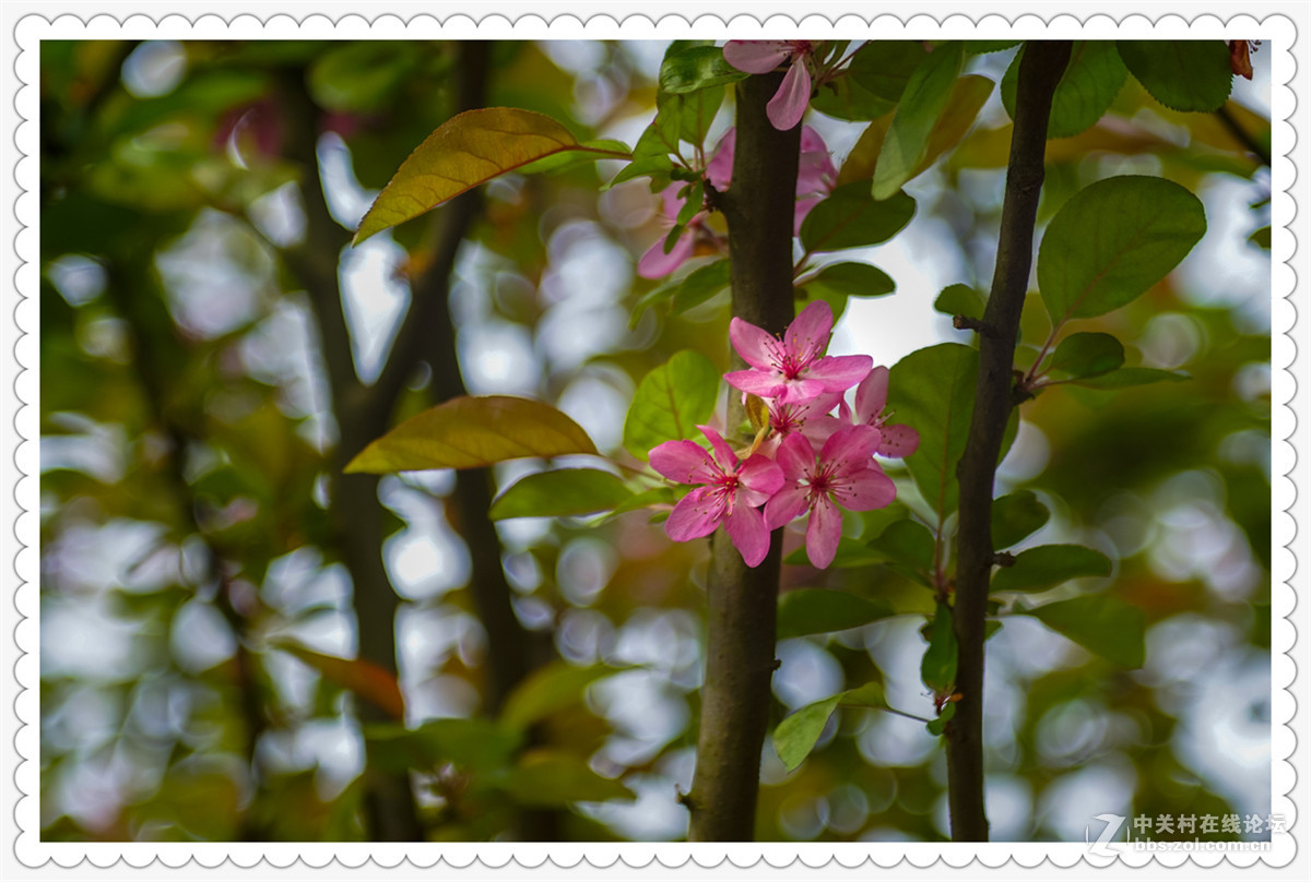 Sony AR+Dallmeyer100F2.9 一组北美海棠花