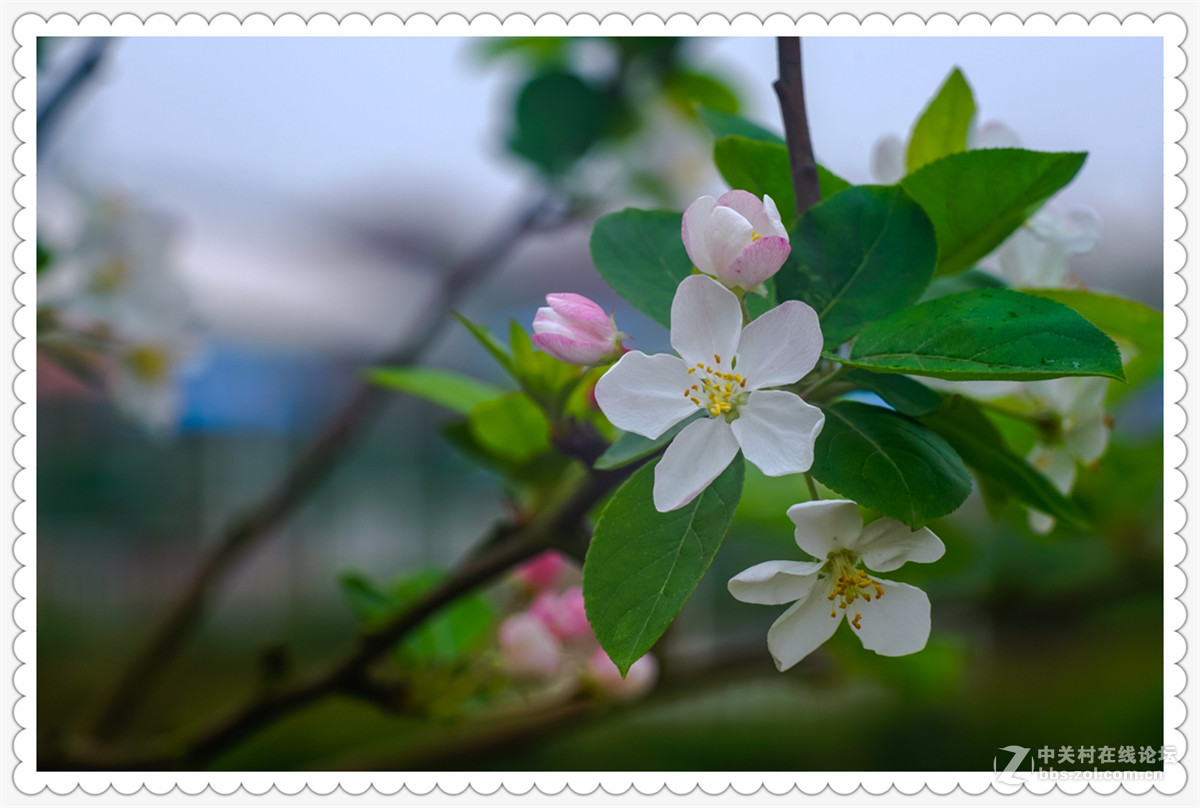 Sony AR+Dallmeyer100F2.9 一组北美海棠花