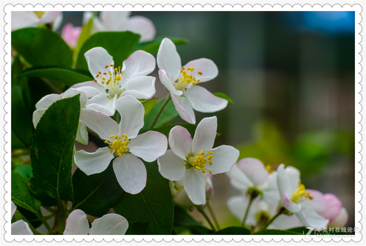 Sony AR+Dallmeyer100F2.9 一组北美海棠花