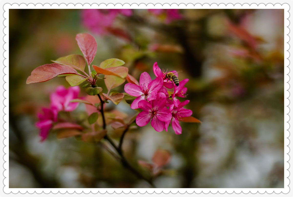 Sony AR+Dallmeyer100F2.9 一组北美海棠花(二)