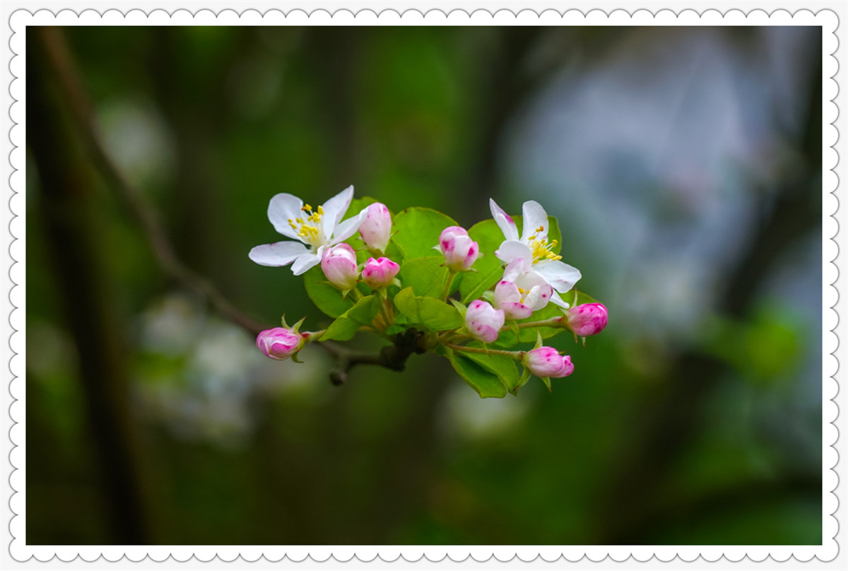 Sony AR+Dallmeyer100F2.9 一组北美海棠花(二)