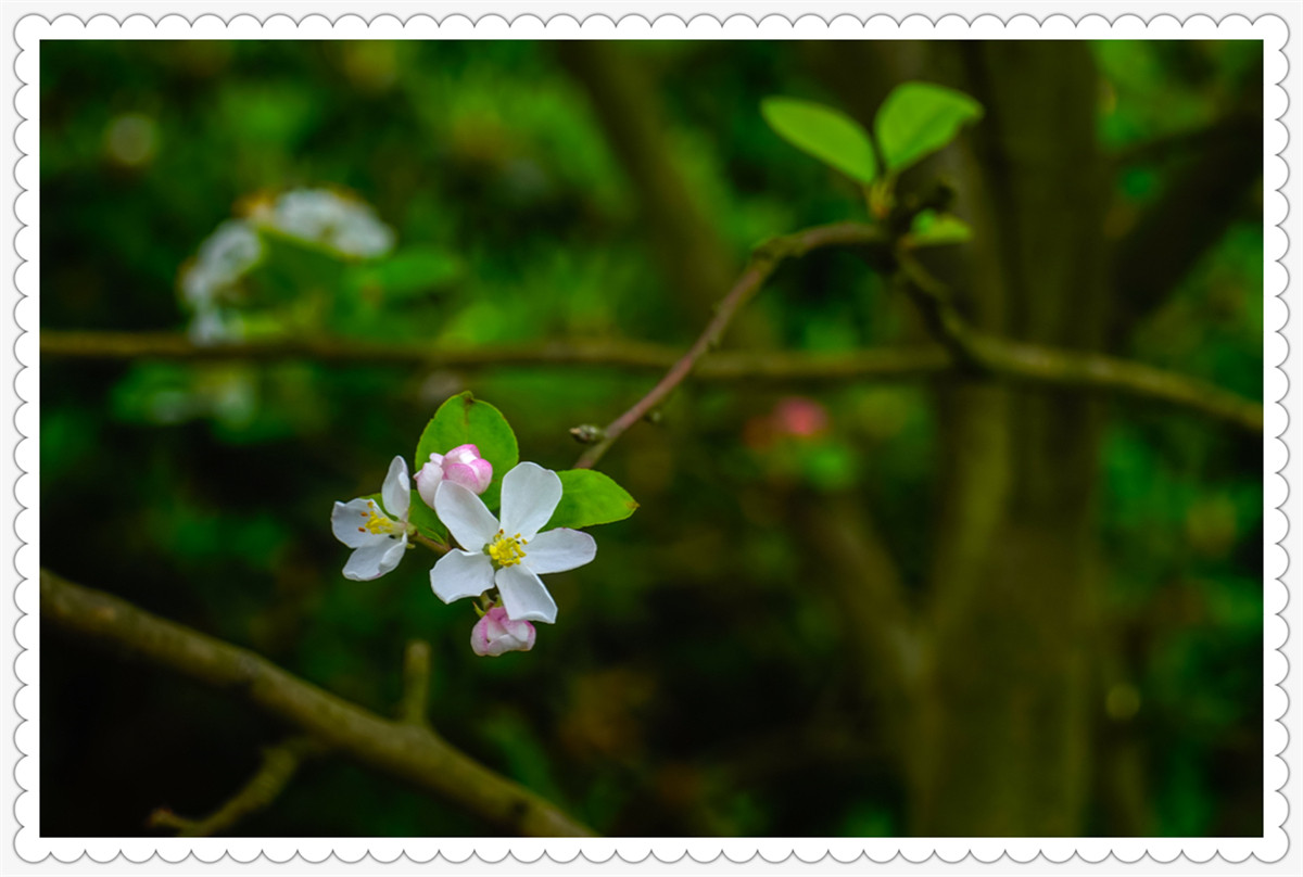 Sony AR+Dallmeyer100F2.9 一组北美海棠花(二)