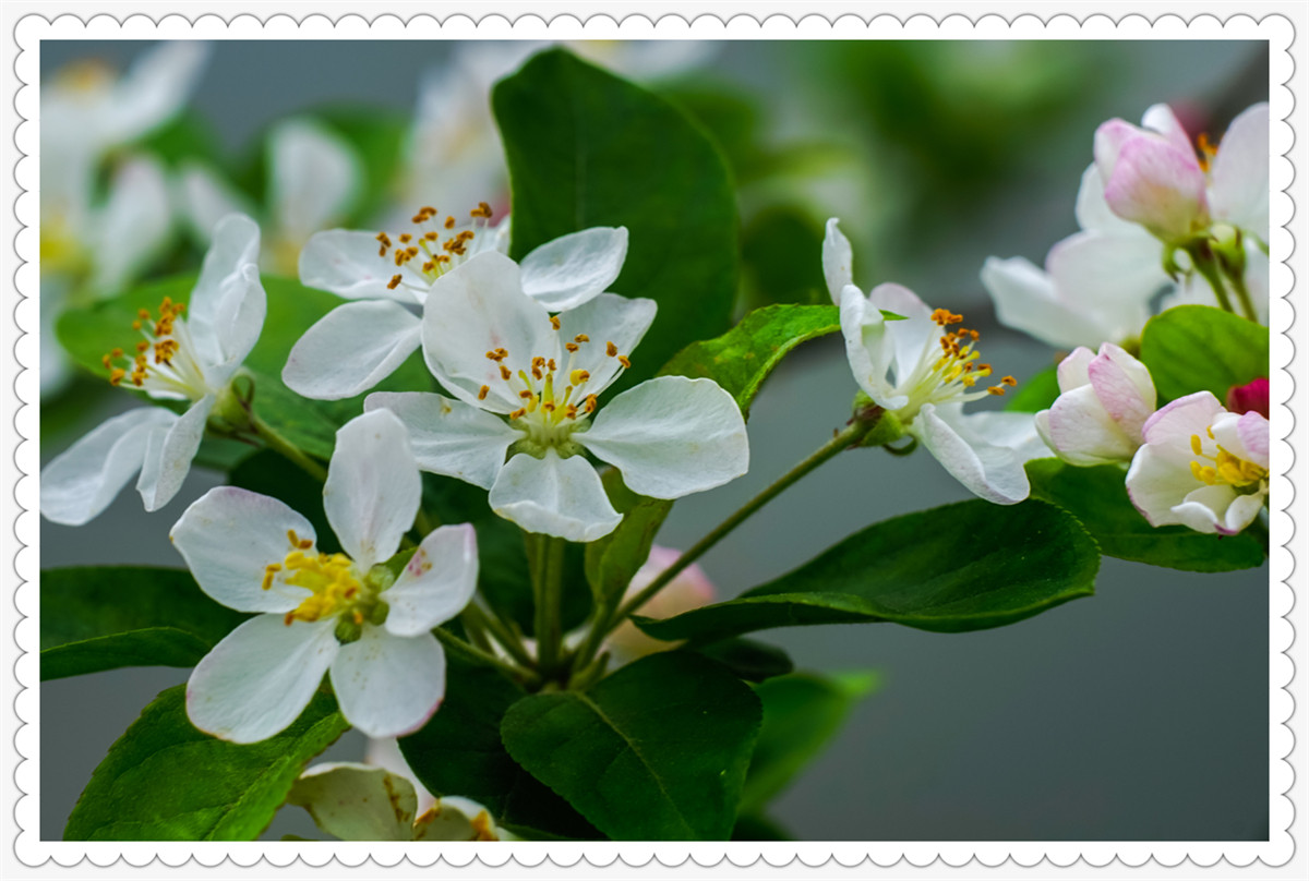 Sony AR+Dallmeyer100F2.9 一组北美海棠花(二)