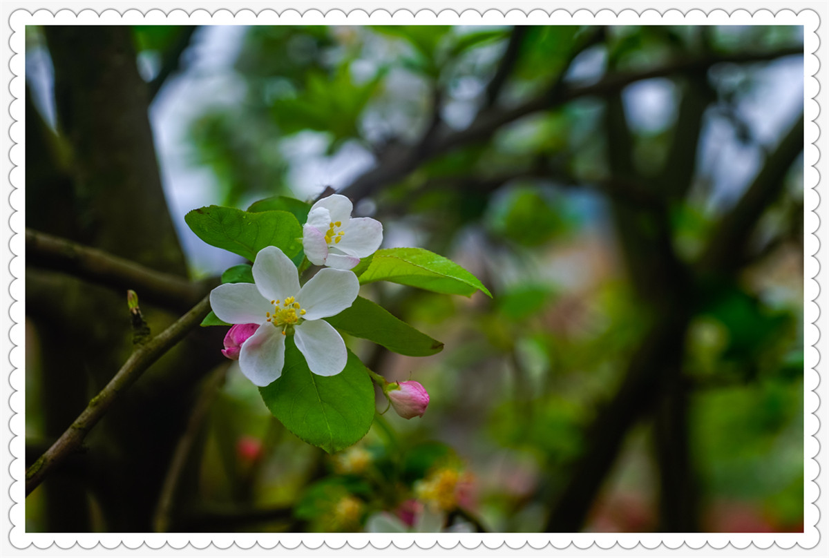 Sony AR+Dallmeyer100F2.9 一组北美海棠花(二)