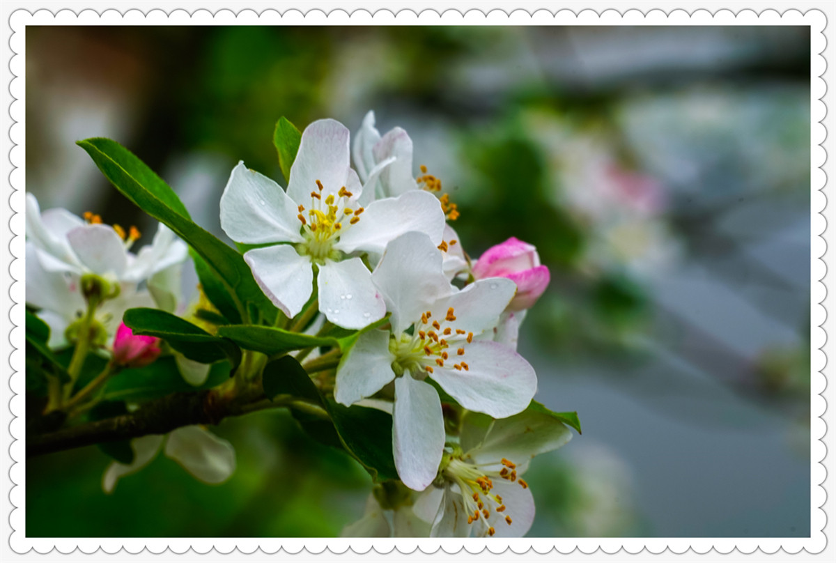 Sony AR+Dallmeyer100F2.9 一组北美海棠花(二)