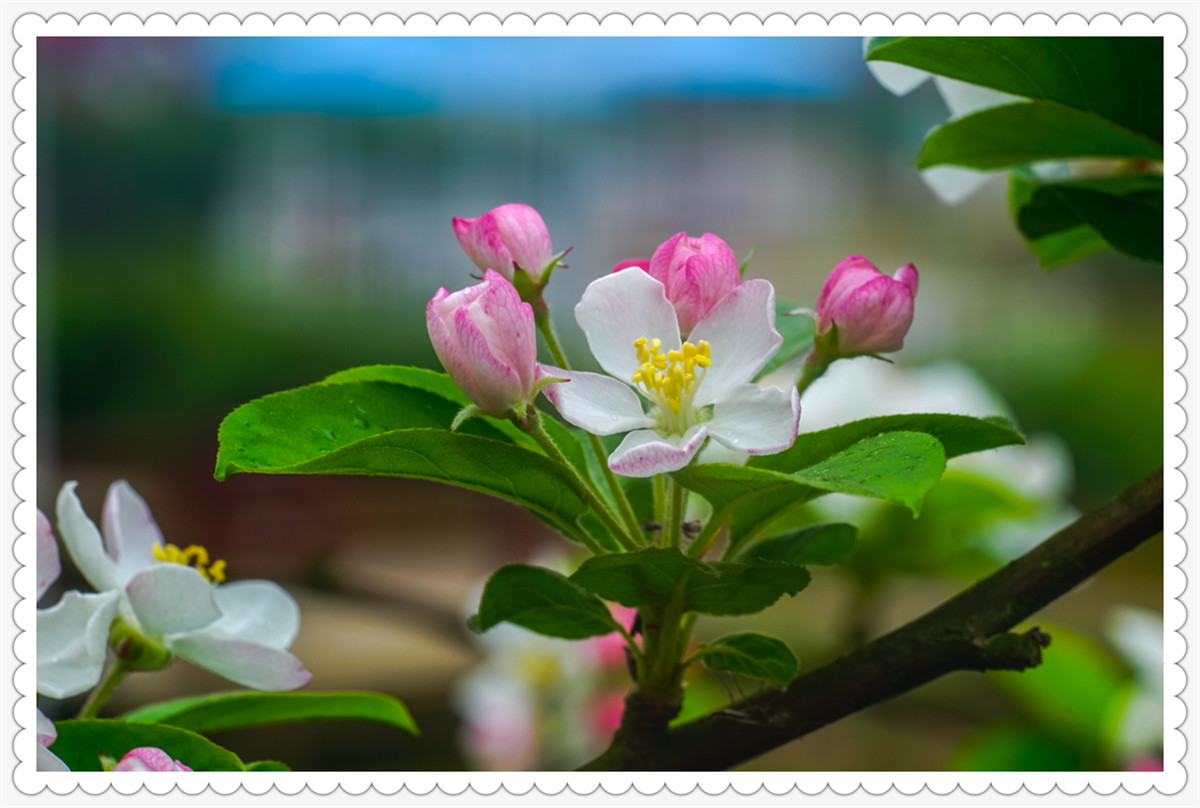 Sony AR+Dallmeyer100F2.9 一组北美海棠花(二)