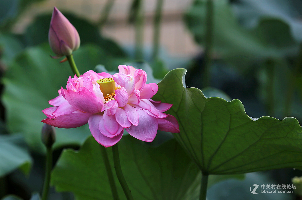 风蒲猎猎小池塘过雨荷花满院香