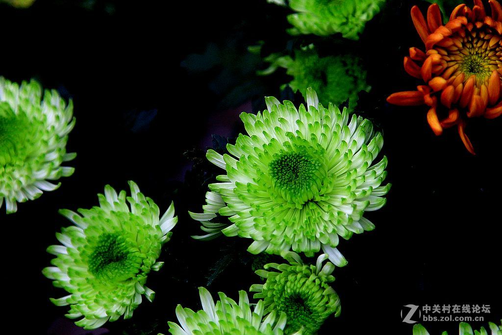 金秋赏菊14绿心菊