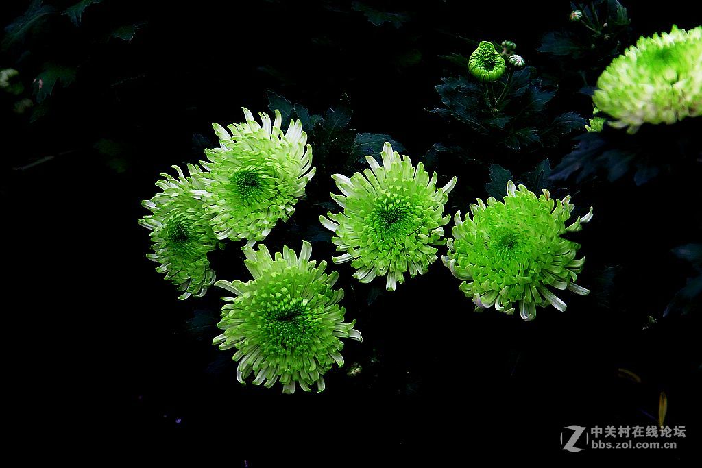 金秋赏菊14绿心菊