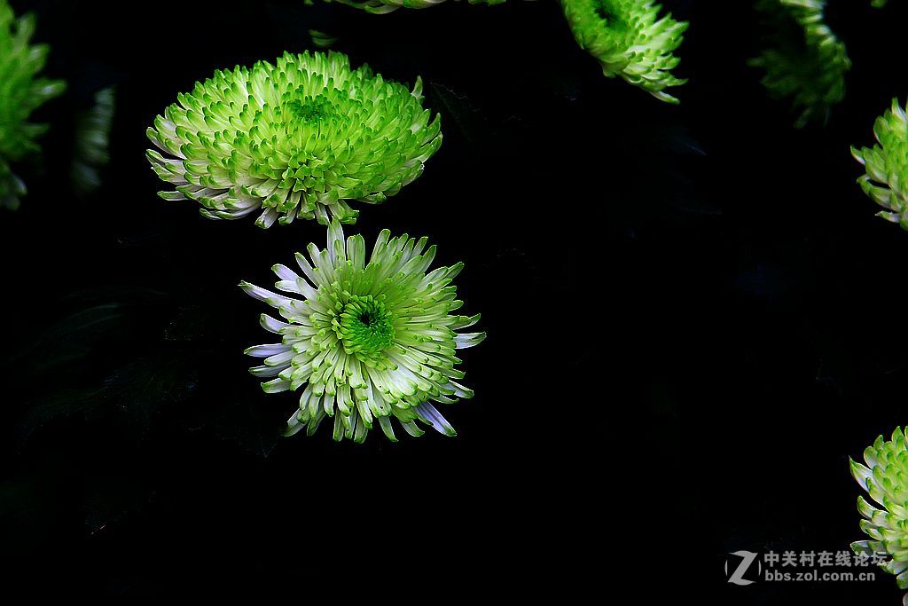 金秋赏菊14绿心菊