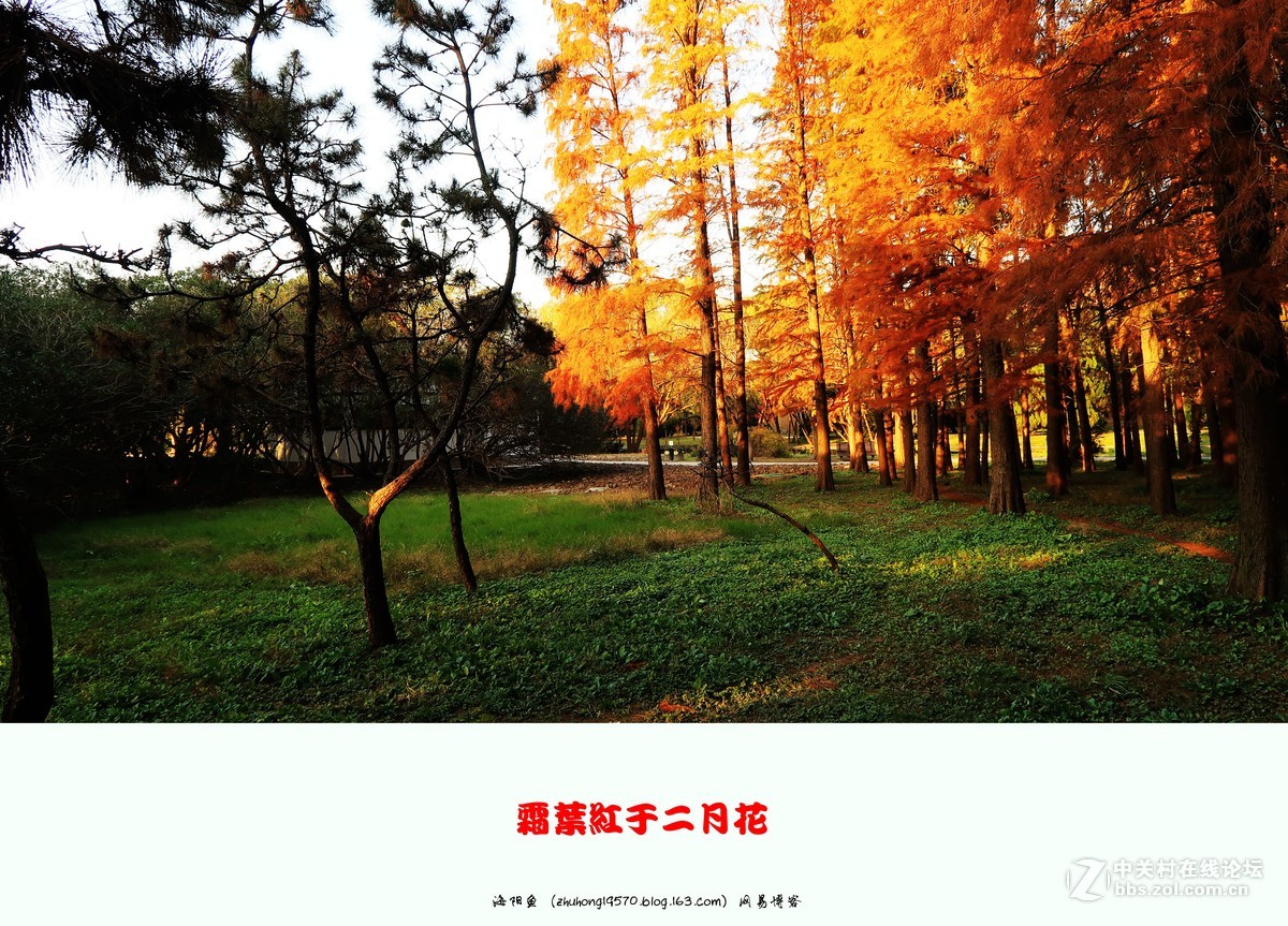 双11我新购了佳能（Canon）PowerShot G7 X Mark II 数码相机 ,看到上海共青森林公