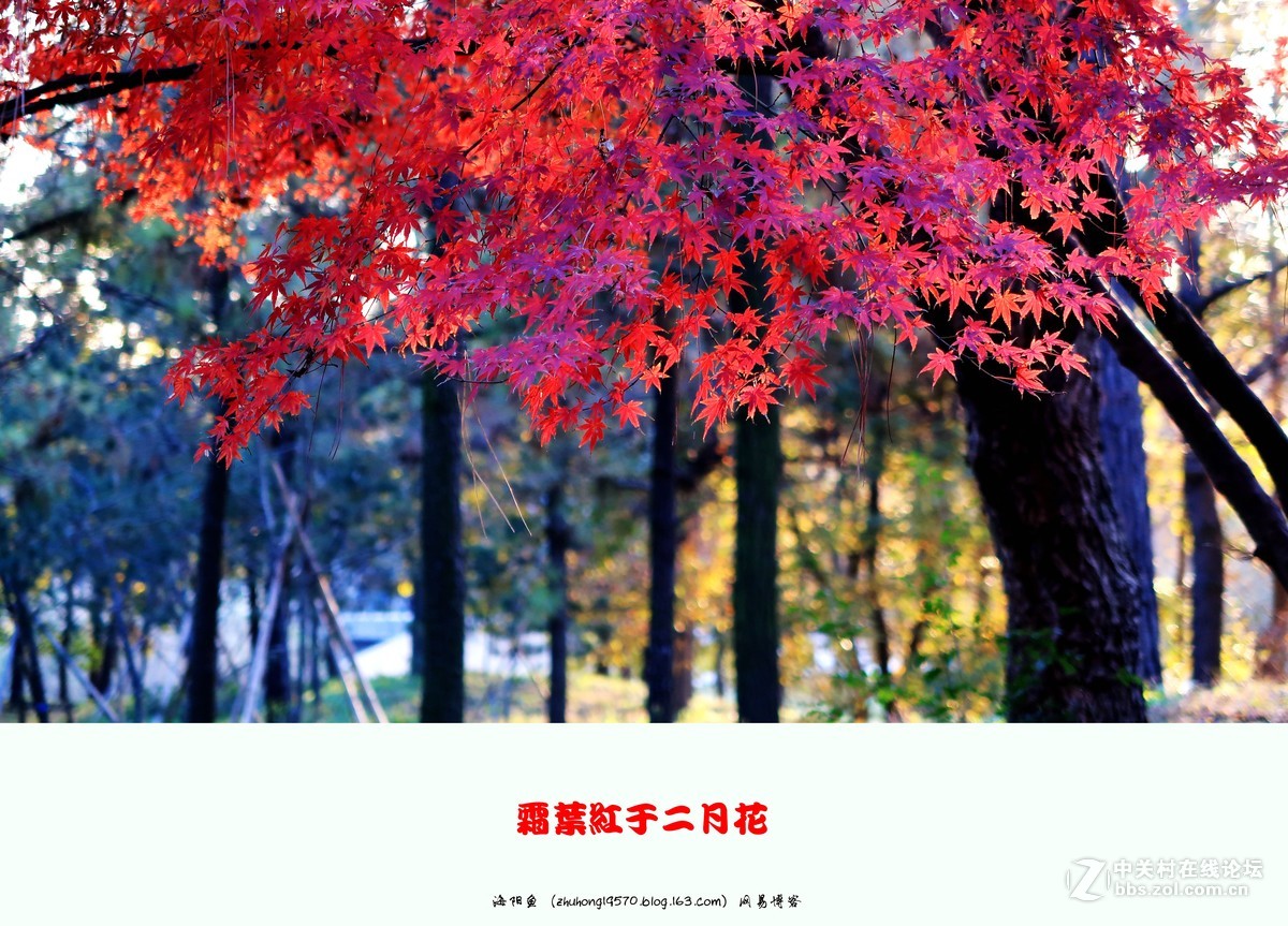 双11我新购了佳能（Canon）PowerShot G7 X Mark II 数码相机 ,看到上海共青森林公