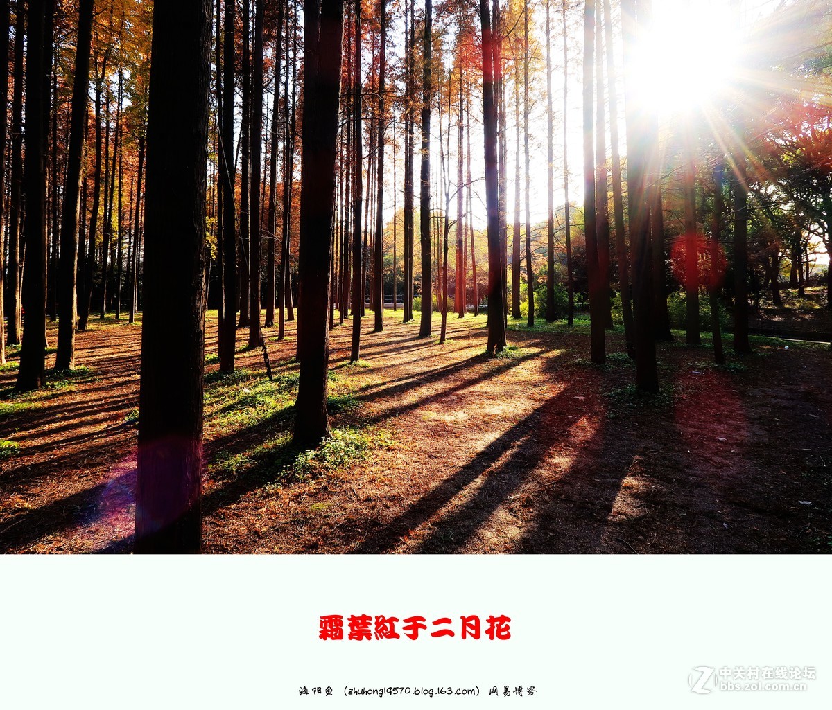 双11我新购了佳能（Canon）PowerShot G7 X Mark II 数码相机 ,看到上海共青森林公