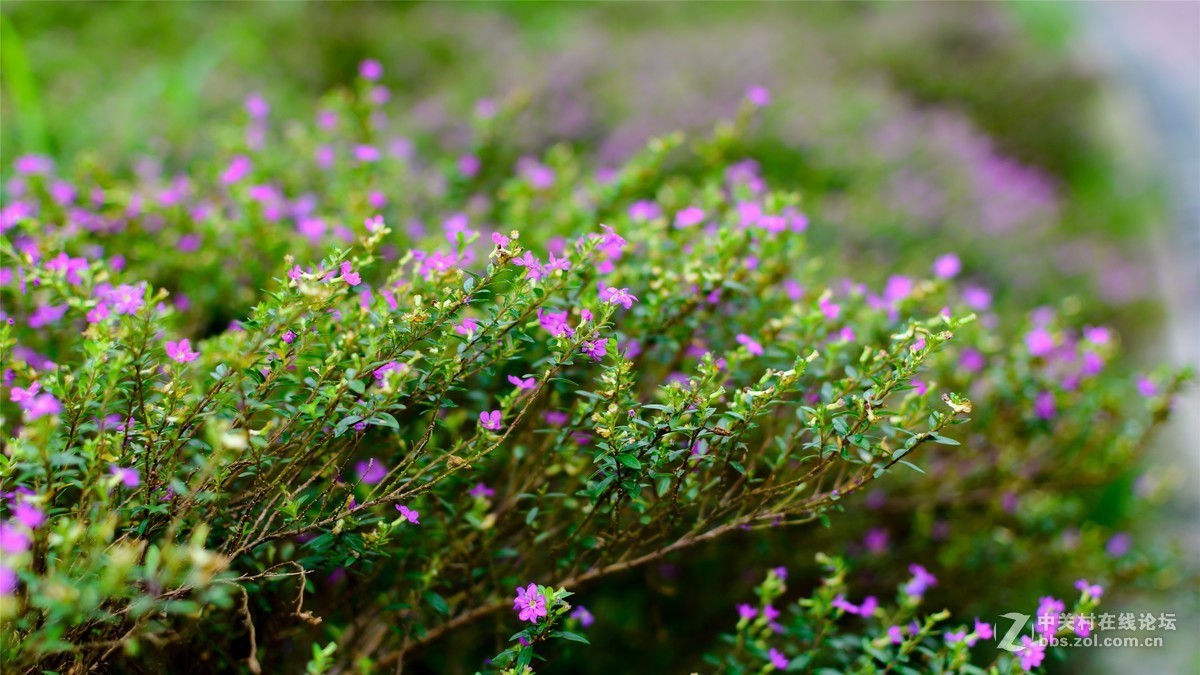 阴雨绵绵2个多月趁雨停时拍点小花小草