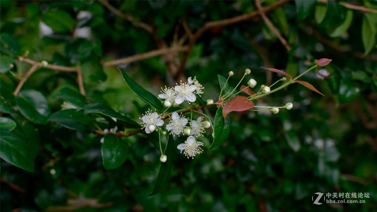 阴雨绵绵2个多月趁雨停时拍点小花小草