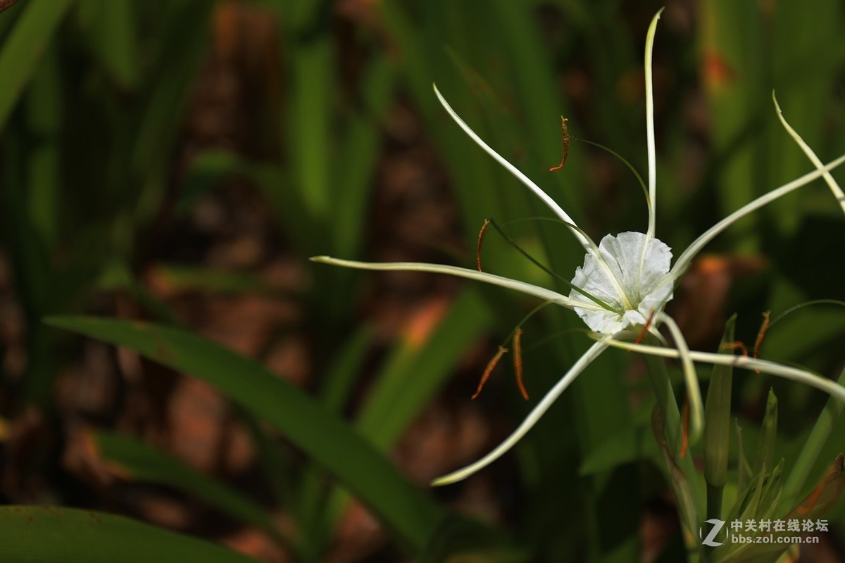 #版主坐堂#2018年6月份《承德》优秀作品选辑