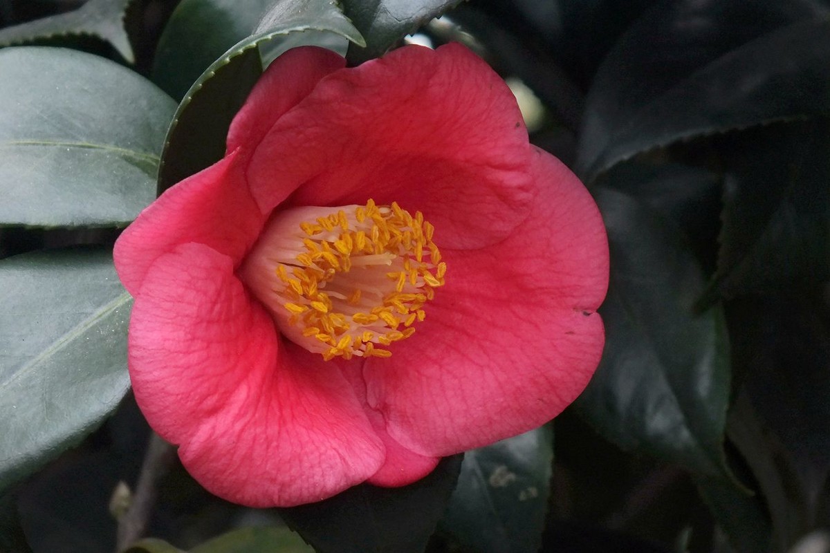 茶花