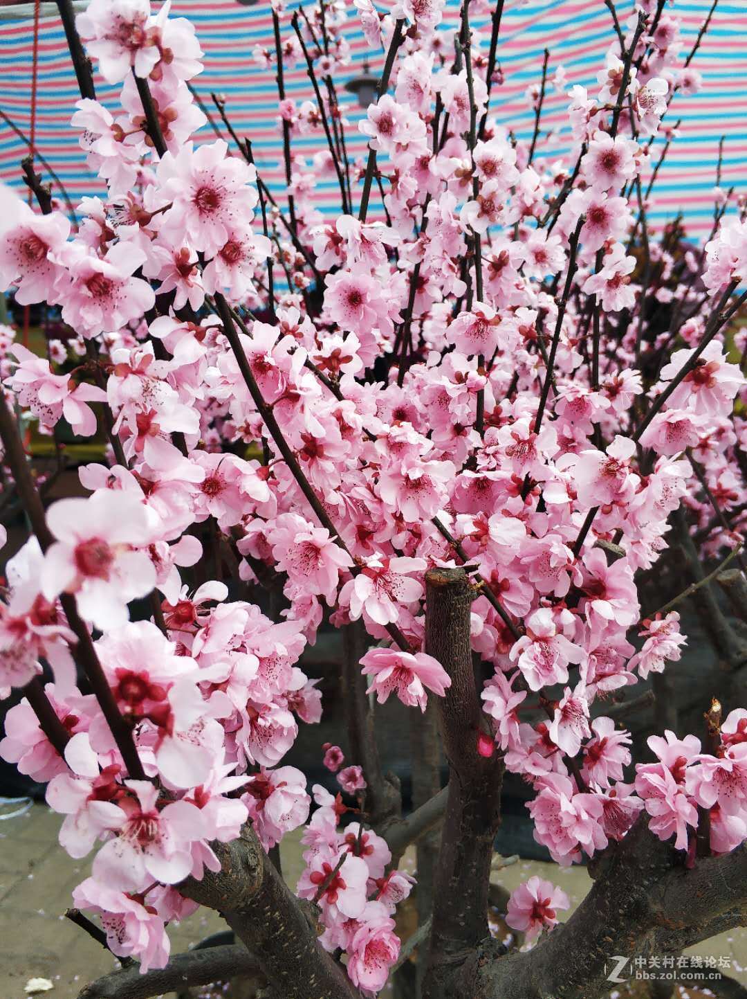 再逛花卉市场，手机顶起来