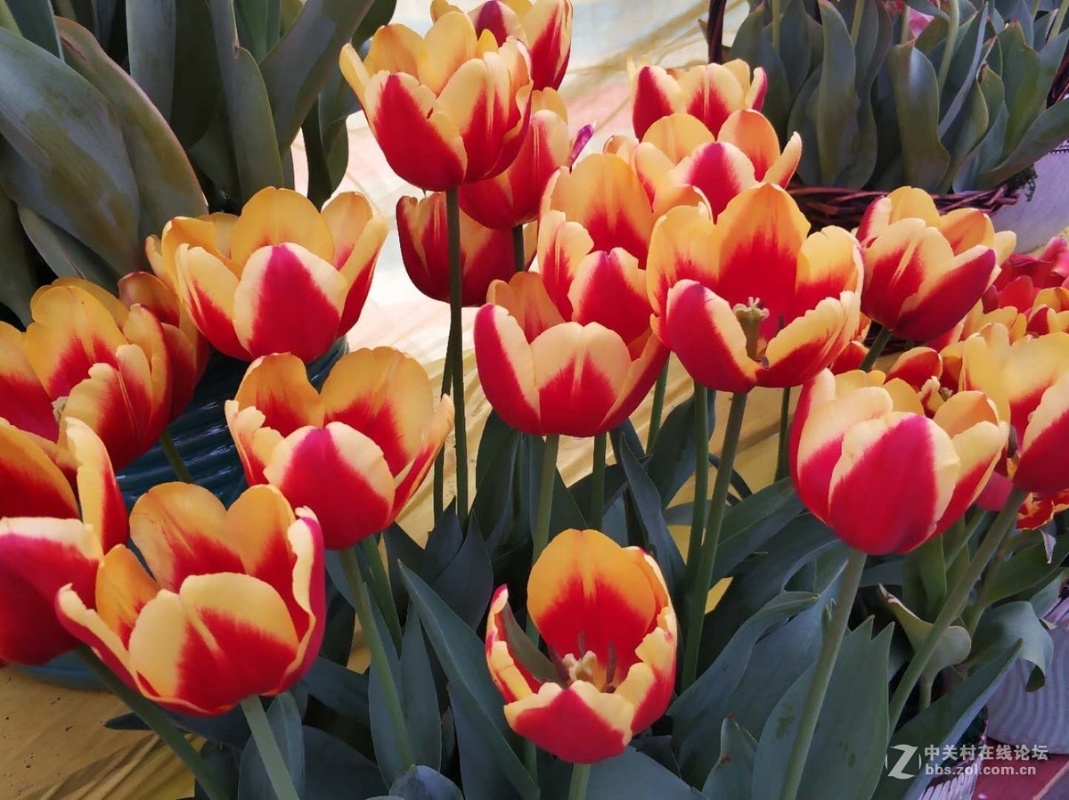 再逛花卉市场，手机顶起来