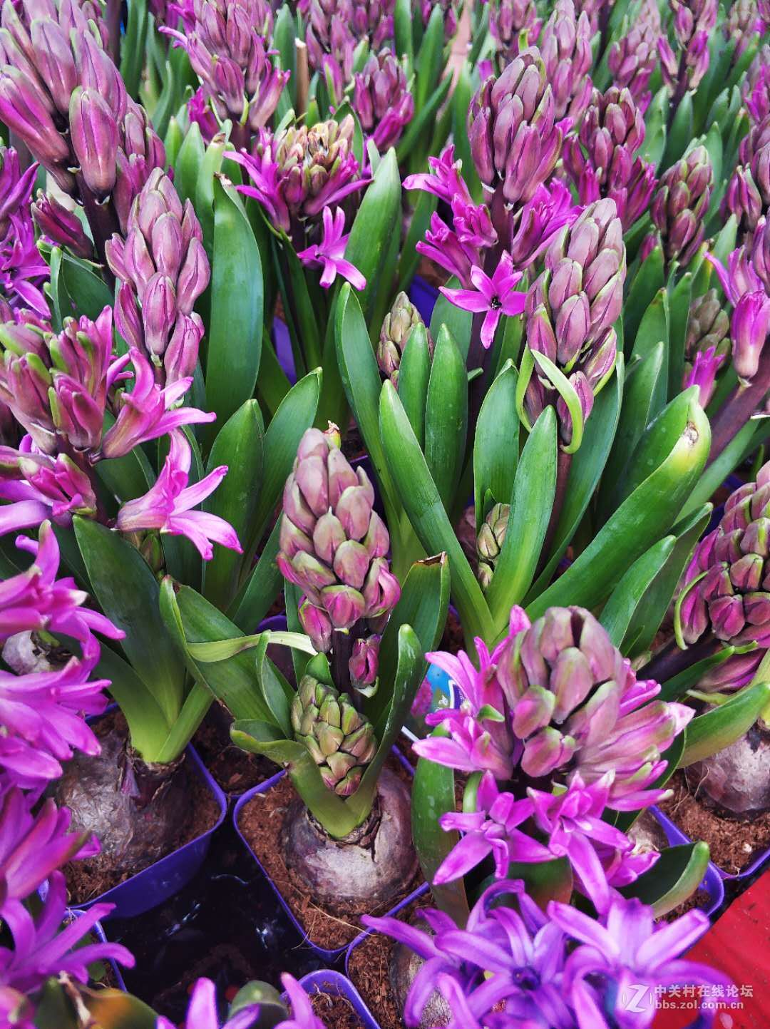 再逛花卉市场，手机顶起来