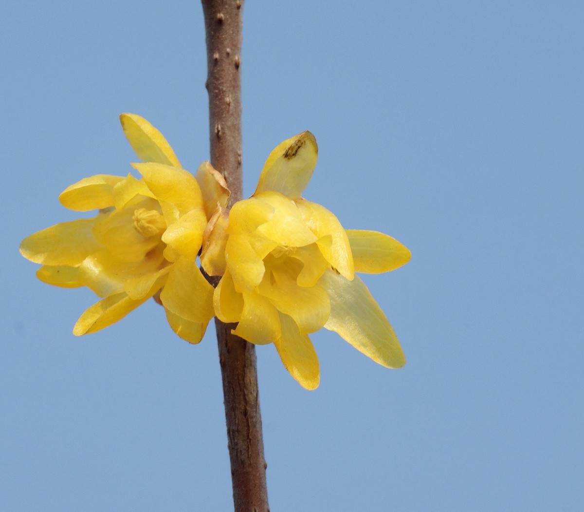蓝天下的腊梅